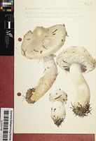 Agaricus aestivalis var. verenis Heim & Becker