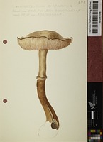 Leucoagaricus cretaceus (Bull.) M.M. Moser