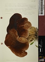 Leucopaxillus spinulosus
