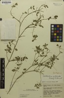 Isotype of Psilotrichum cyathuloides Suess. & Launert [family AMARANTHACEAE]