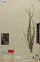 Syntype of Eriocaulon breviscapum Körn. [family ERIOCAULACEAE]