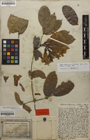 Syntype of Adenocalymma nitidum Mart. ex DC. [family BIGNONIACEAE]