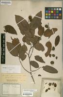 Type of Caraipa densifolia Mart. [family CLUSIACEAE]