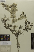 Isosyntype of Iresine discolor Greenm. [family AMARANTHACEAE]