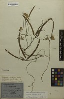 Syntype of Centrosema molle Mart. ex Benth. [family FABACEAE]