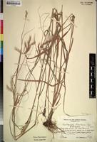 Isosyntype of Andropogon lindiensis Pilg. [family GRAMINEAE]