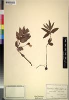 Filed as Impatiens assurgens Baker [family BALSAMINACEAE]