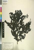 Isotype of Chomelia affinis K. Schum. [family RUBIACEAE]