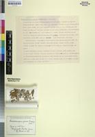 Isotype of Sericocomopsis grisea Suess. [family AMARANTHACEAE]