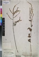 Isolectotype of Celosia populifolia Moq. [family AMARANTHACEAE]