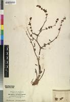 Isosyntype of Rumex steudelii Hochst. ex A.Rich. [family POLYGONACEAE]