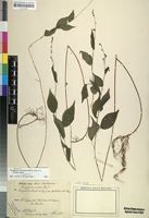 Isotype of Droguetia hildebrandtii Friis & Wilmot-Dear [family URTICACEAE]