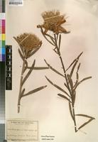 Isotype of Protea baumii Engl. & Gilg [family PROTEACEAE]