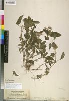 Isolectotype of Phaulopsis inaequalis Pic.Serm. [family ACANTHACEAE]