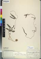 Isotype of Ceropegia achtenii (Schltr. ex Werderm.) H.Huber ssp. adolfii [family ASCLEPIADACEAE]