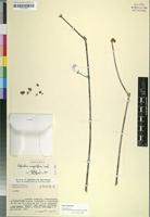 Isotype of Euphorbia congestiflora L.C.Leach [family EUPHORBIACEAE]