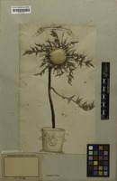 Filed as Carlina acaulis L. [family ASTERACEAE]