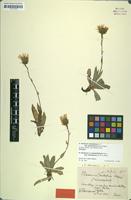 Type? of Hieracium chlorifolium subsp. pulchriforme Murr & Zahn [family ASTERACEAE]