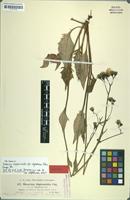 Isotype of Hieracium diaphanoides subsp. vogesorum Zahn [family ASTERACEAE]