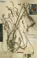 Isotype of Verbena cordobensis Briq. [family VERBENACEAE]