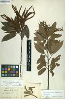 Original material of Castanea stricta Siebold & Zucc. [family FAGACEAE]