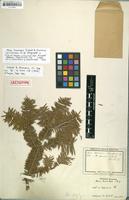 Lectotype of Abies homolepis Siebold & Zucc. [family PINACEAE]