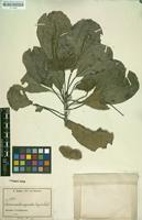 Type of Terminalia superba Engl. & Diels [family COMBRETACEAE]