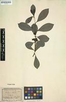 Type? of Psidium littorale Raddi [family MYRTACEAE]