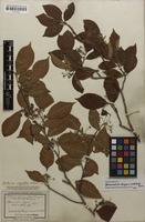 Original material of Stranvaesia digyna Siebold & Zucc. [family ROSACEAE]