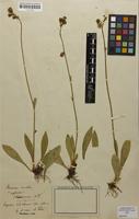 Isotype of Hieracium cruentum var. holosericeum Nägeli & Peter [family ASTERACEAE]