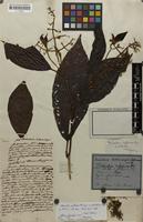 Syntype of Leandra rufescens var. glandulosa Cogn. [family MELASTOMATACEAE]