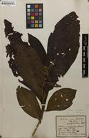 Holotype of Miconia spondylantha DC. [family MELASTOMATACEAE]