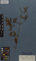 Filed as Jasminum floribundum R.Br. ex Fresen. [family OLEACEAE]
