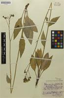 Syntype of Hieracium maculatum var. pennickense Schack & Zahn [family ASTERACEAE]