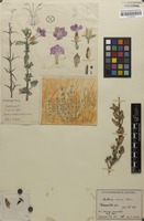 Filed as Barleria crassa C.B.Clarke [family ACANTHACEAE]