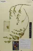 Isotype of Peristrophe serpenticola K.Balkwill & Campb.-Young [family ACANTHACEAE]