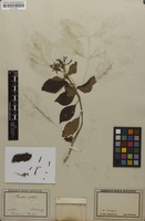 Filed as Hamelia patens Jacq. [family RUBIACEAE]