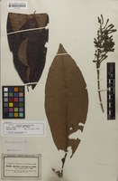 Isolectotype of Isertia commutata Miq. [family RUBIACEAE]