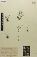 Isotype of Ilysanthes saxatilis Norl. [family SCROPHULARIACEAE]