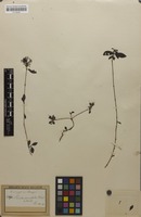 Syntype of Pavetta parvifolia Vidal [family RUBIACEAE]