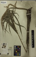 Original material of Calamus oblongus Reinw. ex Blume [family ARECACEAE]