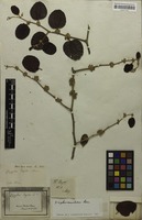 Filed as Ziziphus mauritiana Lam. [family RHAMNACEAE]