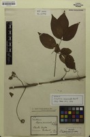 Isotype of Serjania acuminata Radlk. [family SAPINDACEAE]