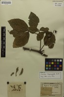 Isosyntype of Serjania lamprophylla Radlk. [family SAPINDACEAE]