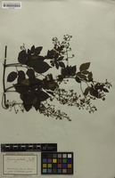 Syntype of Serjania paleata Radlk. [family SAPINDACEAE]