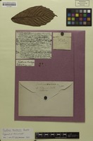 Isotype of Paullinia bracteosa Radlk. [family SAPINDACEAE]