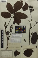 Syntype of Paullinia sorbilis Mart. [family SAPINDACEAE]