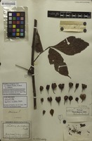 Holotype of Paullinia trilatera Radlk. [family SAPINDACEAE]
