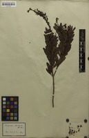 Filed as Luxemburgia octandra A.St.-Hil. [family OCHNACEAE]