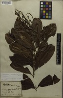 Original material of Godoya gemmiflora Mart. [family OCHNACEAE]